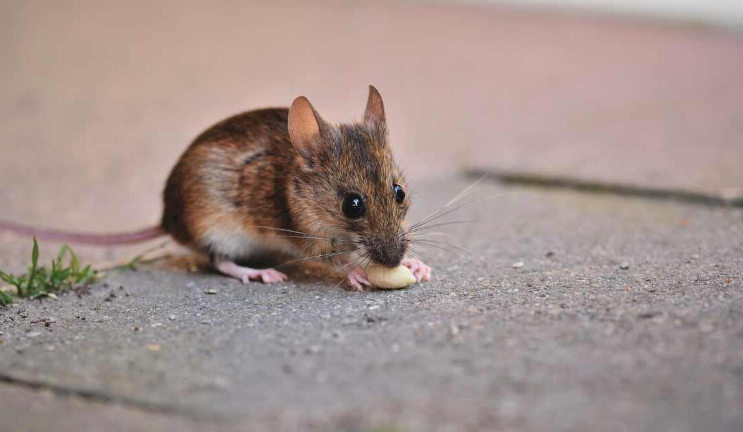 Rat Removal in Ventura County