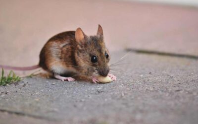 Effective Rat Removal in Ventura County: Protect Your Home with Allguard Pest Control