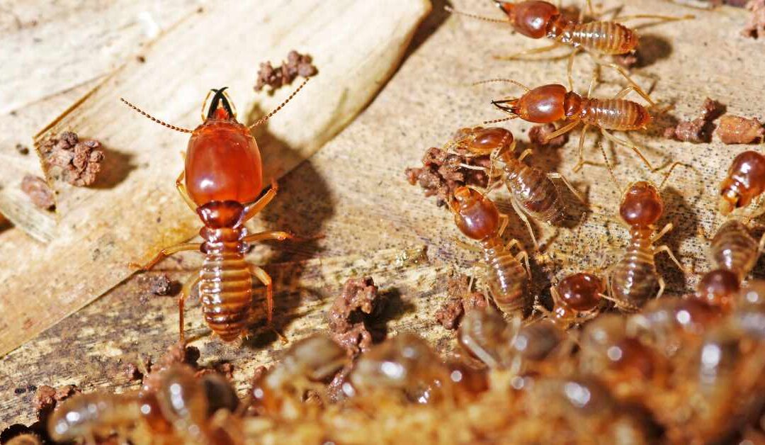 How to Remove Termites From My Home