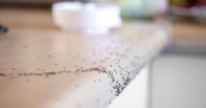 Why Do Ants Keep Coming Back How to Stop Them